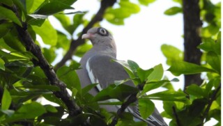 Great Backyard Bird Count