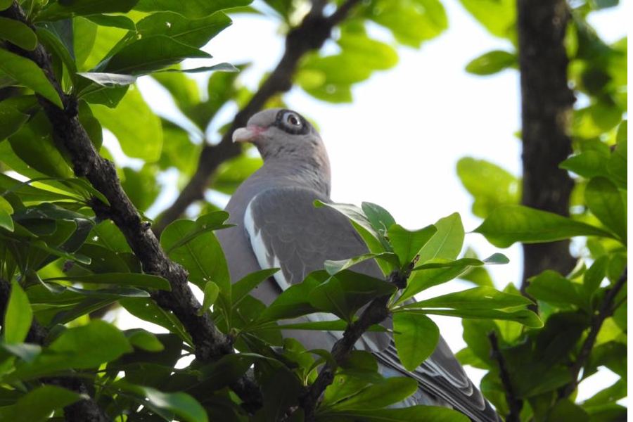 Great Backyard Bird Count