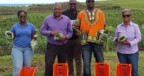 First harvest Made in Statia