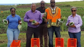 First harvest Made in Statia