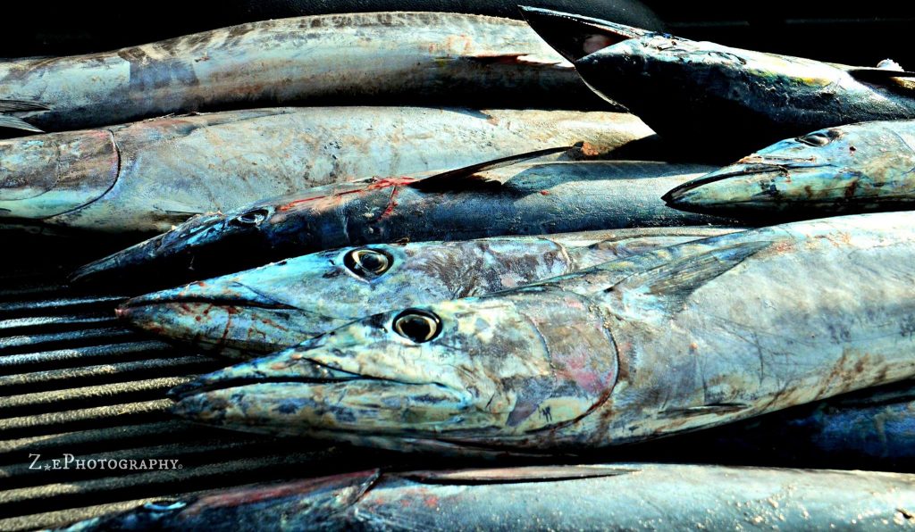 fish caught during the Fishing Tournament