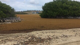 lagun sargassum