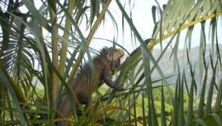 Iguana in palm