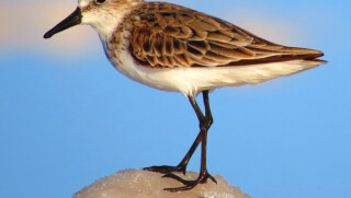 Sandpiper foto Sipke Stappert