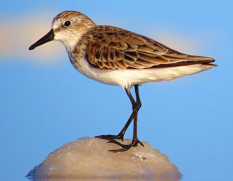 Sandpiper foto Sipke Stappert