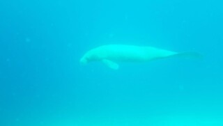 manatee3 (002)