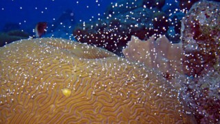 Coral Spawning (Ellen Muller)