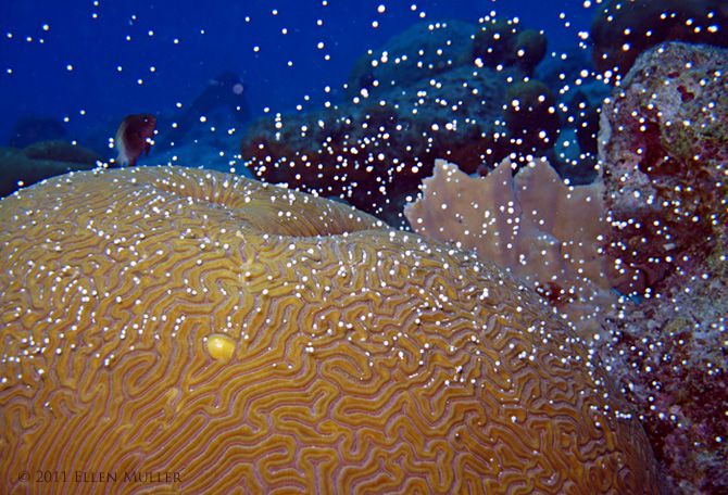 Coral Spawning (Ellen Muller)