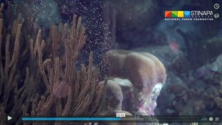 Coral spawning, a magical night on Bonaire’s reef – all captured on film