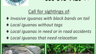 Iguana Hotline