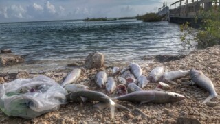 dead fish at Pekelmeer