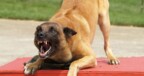 Police Office Bonaire forced to shoot agressive dog