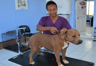 Veterinary Services Statia Continues Dog Micro chipping