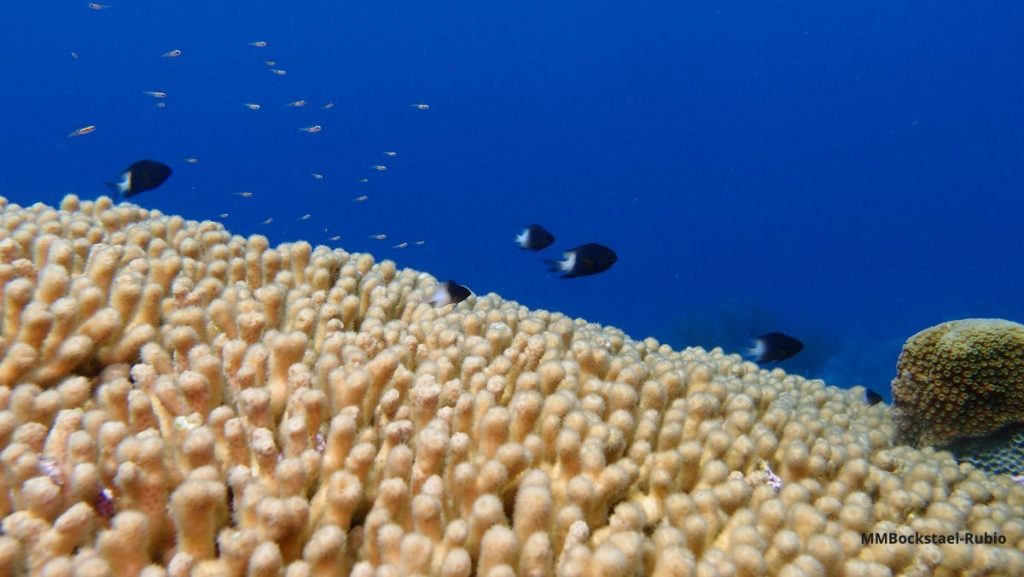 Coral Bleaching in the Bonaire National Marine Park 