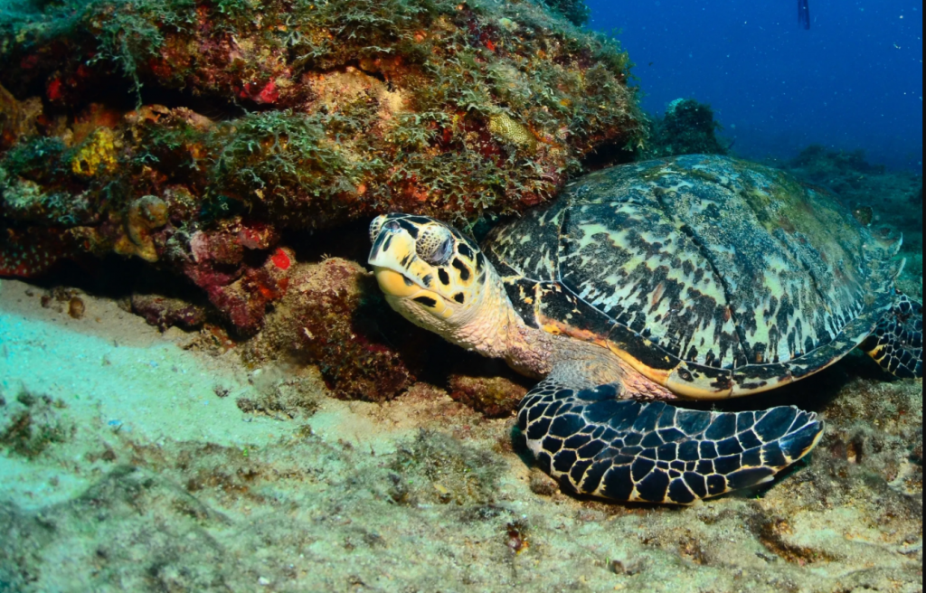 Nature Foundation Sint Maarten reminder to protect sea turtles 