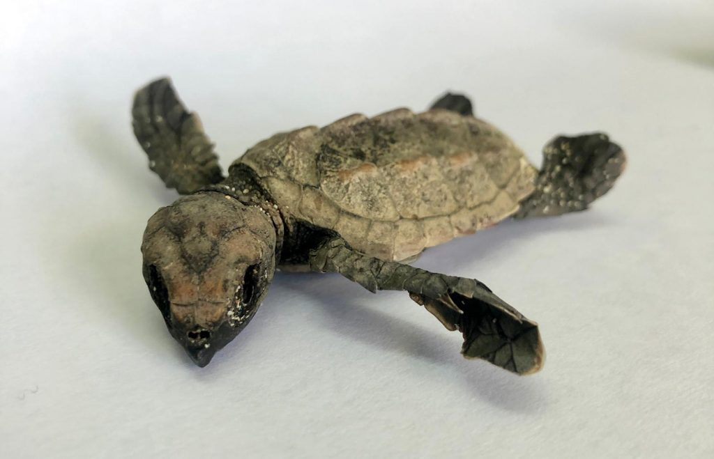 Sea Turtle Nesting Season Irregularities Rising on St. Maarten