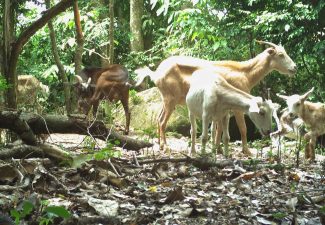Sneek to Knops: 'The Goat Problem is Yours Now'