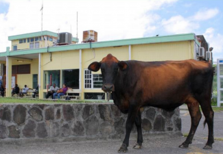 Statia Government to Continue Removal of Roaming Animals