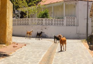 On Statia: Continued Incentives for Farmers who Remove Roaming Animals