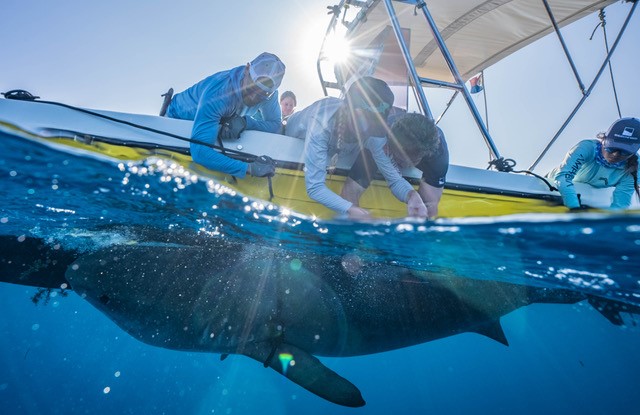 Ground-breaking Shark Research Conducted in St. Maarten Waters 