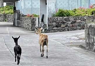 Goat Removal Program Saba Starts Coming Week