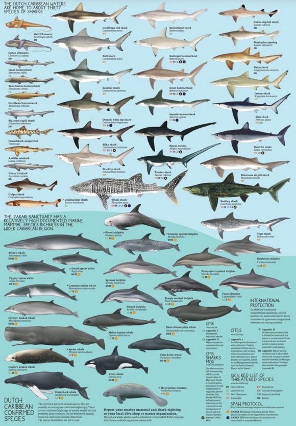 Yarari Marine Mammal And Shark Sanctuary