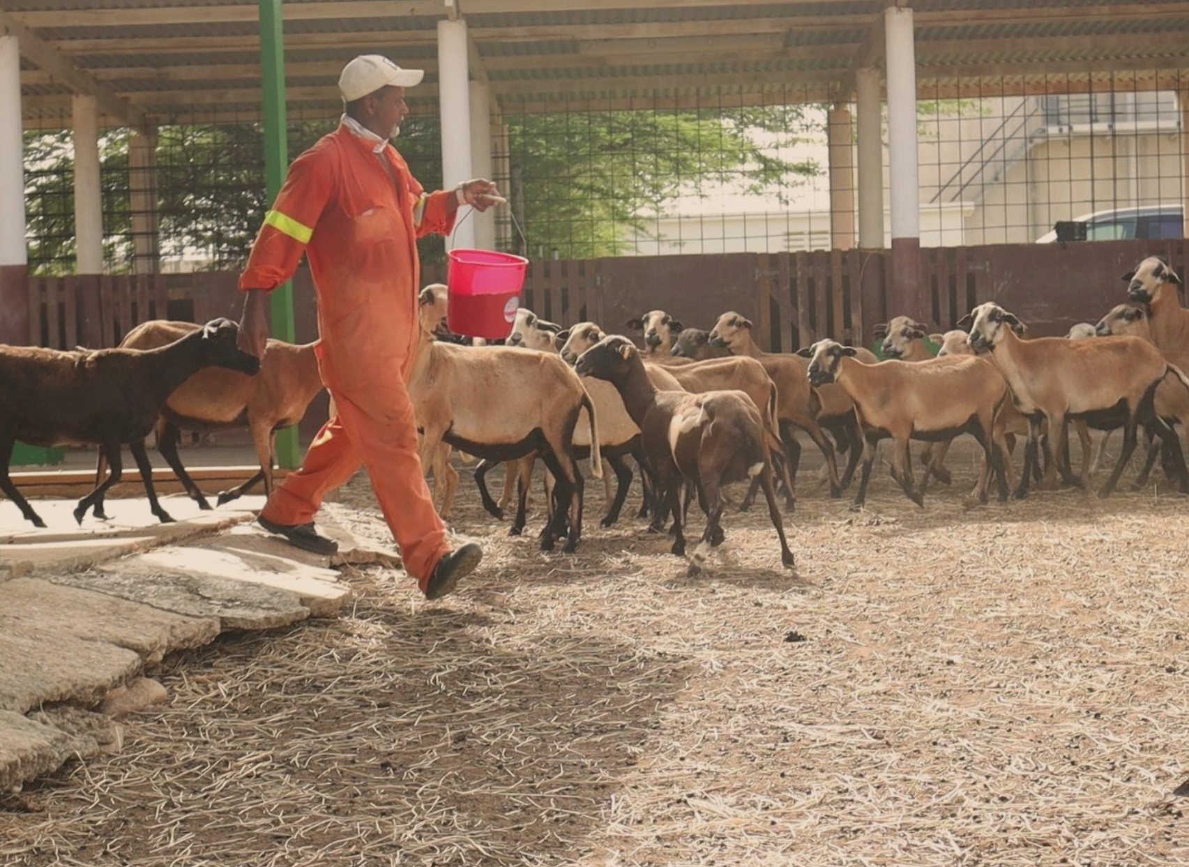 LVV with Info Session on Professional Goat Farming