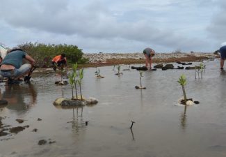 'Mangrove Maniacs' plant 200 Red Mangroves along Bonaire Coastline