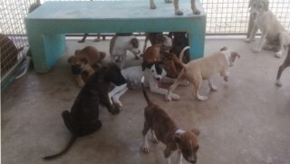 Animal Shelter Bonaire celebrates 40th anniversary Sunday