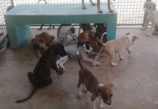 Animal Shelter Bonaire celebrates 40th anniversary Sunday