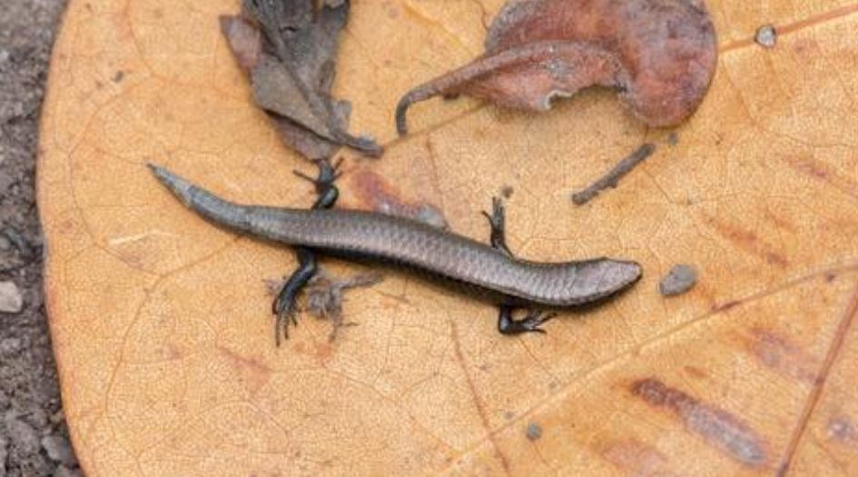 New nonnative reptiles identified on Saba