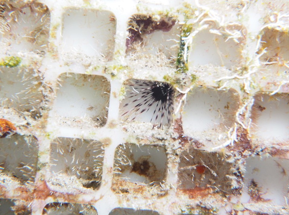 Study into slow recovery sea-urchin population Dutch Caribbean