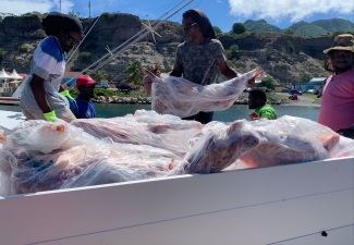 Statia Government denies routine dumping of animals shot in Roaming Animal control project