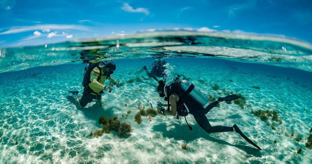 Seagrass restoration efforts successful in Bonaire's Lac Bay - BES Reporter